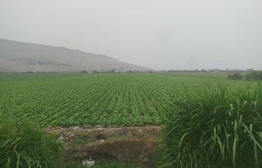 Se vende 4 has de terreno en Huaral